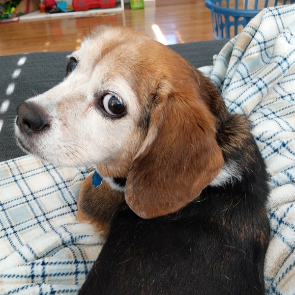 Meet your Posher, Tara - Picture 2 of 2